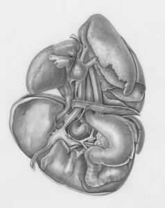 Medical illustration of the human liver showing its structure and role in maintaining overall health.